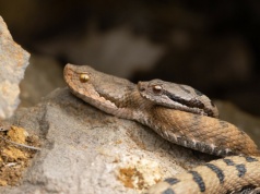 Kanibalizm u węży. Zjadają siebie nawzajem, ale wyszło na jaw coś nowego