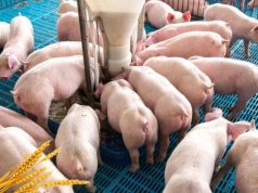 Ceny zbóż i świń spadają. Czy będzie pomoc dla rolników?