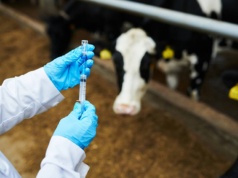 Na wsi brakuje lekarzy weterynarii i z roku na rok jest coraz gorzej. Apel do ministra