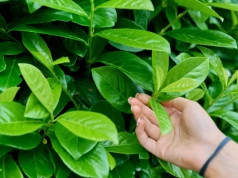 Liście brązowe po zimie? Zrób jeden test – laurowiśnia może jeszcze odżyć