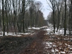 Kilkaset drzew zostało wyciętych w Parku Śląskim. To przygotowania do budowy kolejki linowej