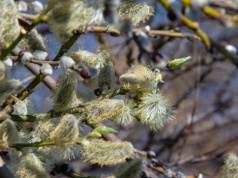 Przynieś "kotki" do domu. Do końca roku będziesz zdrów jak ryba