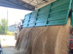 Pszenica najdroższa od sierpnia. Jakie są dziś ceny zbóż i rzepaku w Polsce?