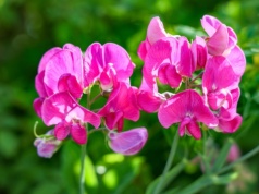 Efektowny i nieziemsko pachnący. Wysiej już teraz, a sąsiedzi oniemieją