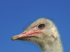 Zabił strusia Zenka i się tym chwalił. "Jest osobą głęboko zdemoralizowaną"