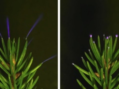 Burze "malują" drzewa prądem. Pierwszy raz uchwycono ten fascynujący widok