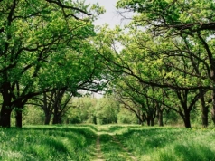 Długoterminowa prognoza pogody dla Polski. Synoptyk o nowym modelu. „Przeplatanka”