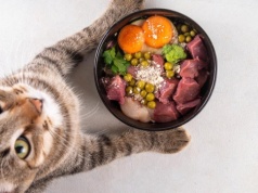 Psy hamują rynek karmy. Kupujących przyciągają koty