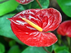 Biorę odpad z kuchni i mieszam z ziemią. Po miesiącu – nowe pąki anturium