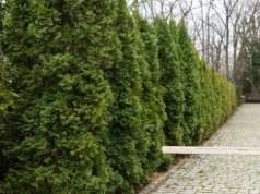 Koniecznie musisz znać tą zasadę przy sadzeniu tui. W przeciwnym wypadku możesz dostać pismo