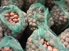 Zebrali ziemniaki, ale nic nie zarobili. "Tak ciężkiego roku nie było"