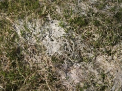 Pleśń śniegowa na łące. Jak skutecznie zwalczyć chorobę wiosną?