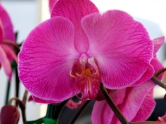 Teściowa układa na parapecie, obok storczyków. Teraz wiem, po co to robi