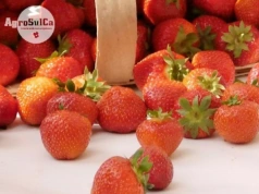 Jak poprawić jakość, trwałość i zdrowotność truskawek? Sprawdzone korzyści z wapniowo‑siarkowego nawożenia gleby