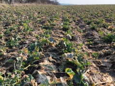 Zrób T0 i nie spiesz się ze skracaniem rzepaku