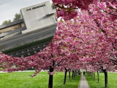Słynna wiśniowa aleja częściowo do przesadzenia. Rusza budowa węzła w Bronowicach