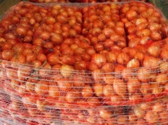 Import cebuli w 2025 roku. Skąd trafia najwięcej tego warzywa do Polski?