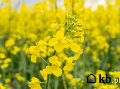 Rolnicy już zastępują nim pellet. Coraz więcej osób przekonuje się do nowego opału