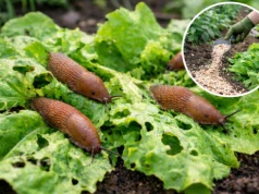 Zamiast do kosza, wrzuć na grządki. Ślimaki znikną raz na zawsze