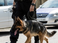 Pies coś wywęszył. Nielegalny towar Sztorm znalazł w bieliźnie