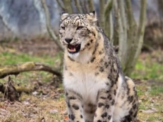 Pantery śnieżnej nie udało się wyleczyć. W śląskim zoo odszedł drapieżny kot