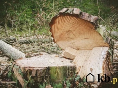 Takie drzewa możesz usunąć bez pozwolenia. Urząd nie ma nic do powiedzenia