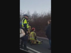 Łoś leżał na środku jezdni. Na miejscu nie było żadnego uszkodzonego auta