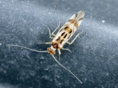 Od jednego intruza zaczyna się problem. Reaguj, gdy zauważysz