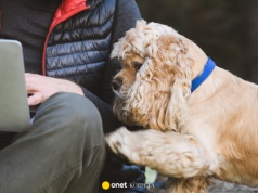 Czemu pies kładzie łapę na człowieku? Ten gest ma ukryte znaczenie