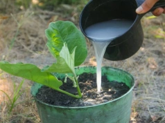 Zostawiłam wodę po ryżu na 3 dni. Skrzydłokwiat wypuścił po niej nowe liście