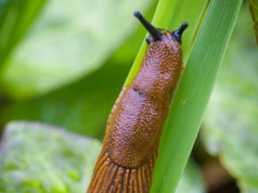 Rozlej to po pierwszym deszczu. W marcu ślimaki ominą ogród szerokim łukiem