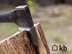 Ten popularny gatunek drewna potrzebuje nawet 3 lat schnięcia. Mało kto o tym wie