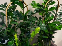 Zrób to w marcu, a zamiokulkas wreszcie ruszy. Ten sposób jest bezpieczniejszy niż domowe odżywki