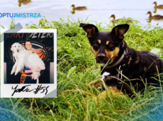 #AdoptujMistrza po śląsku: polaroidy, autografy i merdające ogony