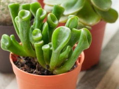 Uszy Shreka są piękne i przyciągają pieniądze. Postaw je na parapecie