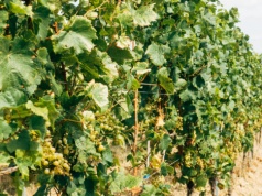 Mołdawia blokuje drób, Ukraina odpowiada licencjami