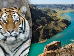 Nad wielkim jeziorem posadzili 50 tys. drzew. Powód jest zaskakujący