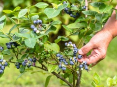 Zrób to z borówką amerykańską po cięciu. Owoce będziesz zbierać taczkami