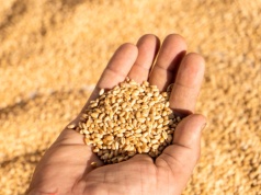 Ceny zbóż w skupach w marcu