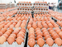 Miliard dolarów na jajka. Globalny gigant przyciąga potężny kapitał