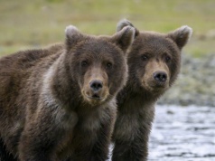 Wracają po stu latach. Wybito je co do jednego