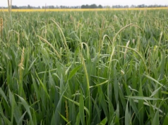 Rolnicy alarmują: bez tej decyzji plony spadną nawet o 66%! Pilna rejestracja substancji czynnej