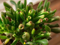 Uszy Shreka przyciągną do domu pieniądze. Postaw tę roślinę na parapecie