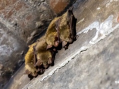 Duża liczba nietoperzy hibernowała tej zimy w Szczecinie