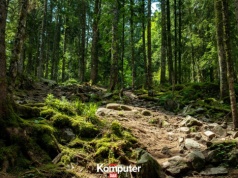 Naukowcy próbują wskrzesić starożytny las. Mają ważny powód