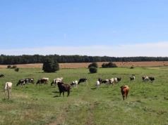 Jakie plony z ha w 2025 r. w Kombinacie Rolnym Kietrz?