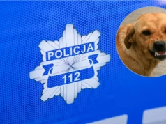Odpowiedzą za niewłaściwe trzymanie psów. Interwencje policji w okolicy Ciechanowa