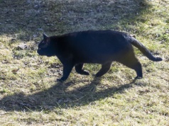 Ptasia grypa zagrożeniem dla naszych czworonogów