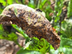 Chwościk w buraku coraz wcześniej. Jakie substancje będą skuteczne?