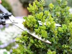 Ciąć już w marcu czy jeszcze poczekać? Ten jeden błąd przy bukszpanie kosztuje cały sezon